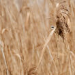 Rémiz penduline en Loire-Atlantique